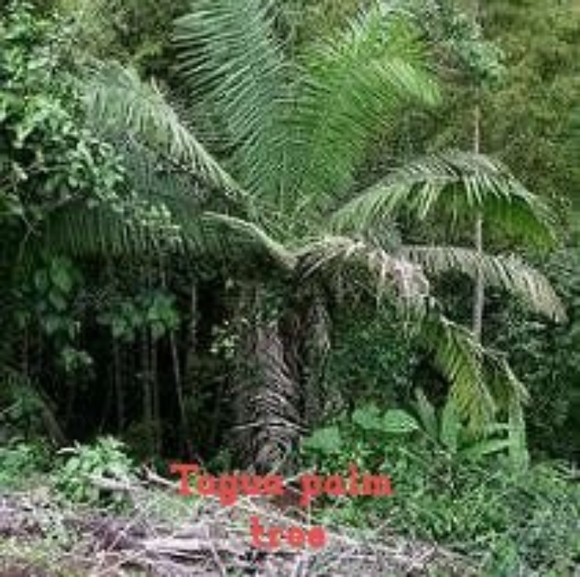 Tagua Necklace and earrings - Picture 6 of 7